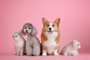Marketing para tiendas de mascotas